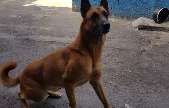 Canil da GCM de Ribeirão Pires está doando Pastor Belga