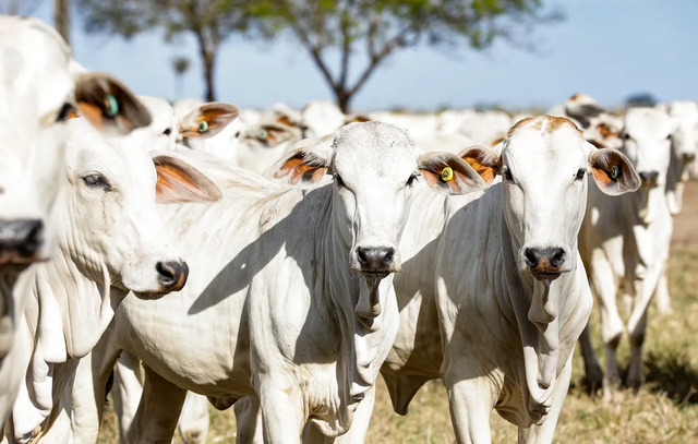 Rússia retira embargo à importação de carne bovina brasileira