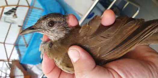 Equipe Ambiental de Ribeirão Pires salva duas aves