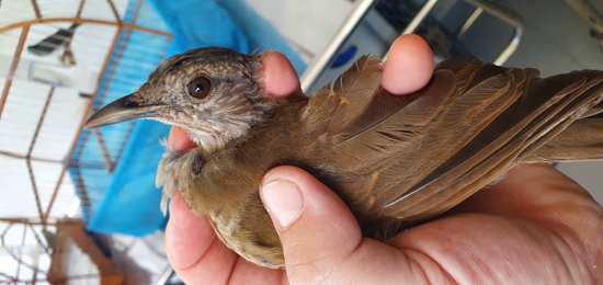 Equipe Ambiental de Ribeirão Pires salva duas aves