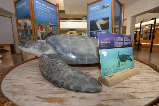 Sabina recebe Exposição Tartarugas Marinhas do Projeto Tamar