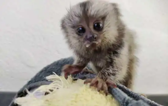 Equipe Ambiental de Ribeirão Pires salva filhote de Sagui