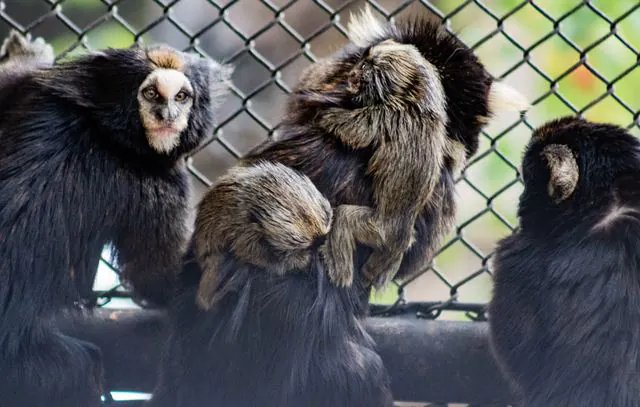 Nascimento de Sagui-da-Serra-Escuro é registrado no CECFAU de Araçoiaba da Serra