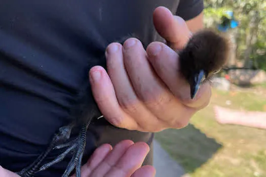 Quatro animais resgatados pela equipe ambiental de Ribeirão Pires