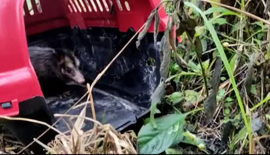 Equipe de Proteção à Fauna de Ribeirão Pires resgata Saruê