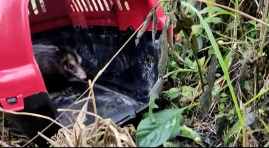 Equipe de Proteção à Fauna de Ribeirão Pires resgata Saruê