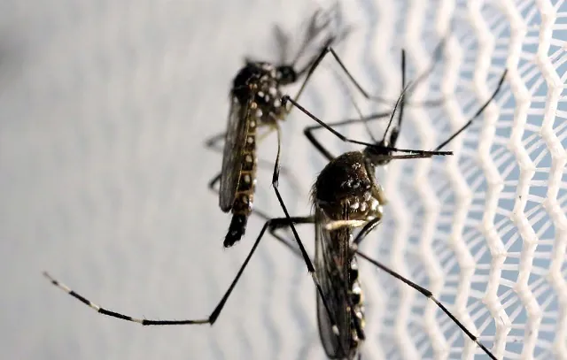 Saúde lança campanha após aumento da dengue