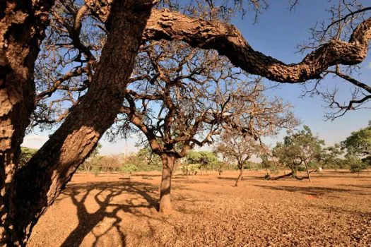 Na Argentina, agricultores lidam com consequências da seca