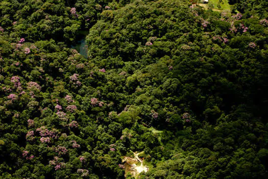 Mata Atlântica é tema de curso on-line gratuito em fevereiro