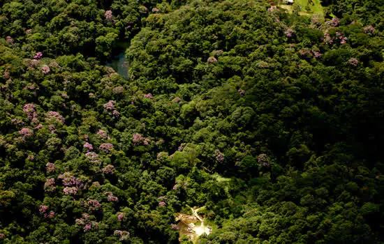 Mata Atlântica é tema de curso on-line gratuito em fevereiro