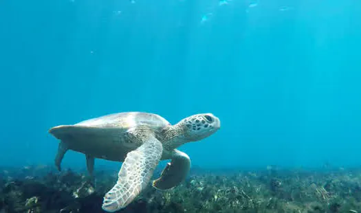 Projeto Coral Vivo mostra curiosidades sobre os hábitos das tartarugas marinhas