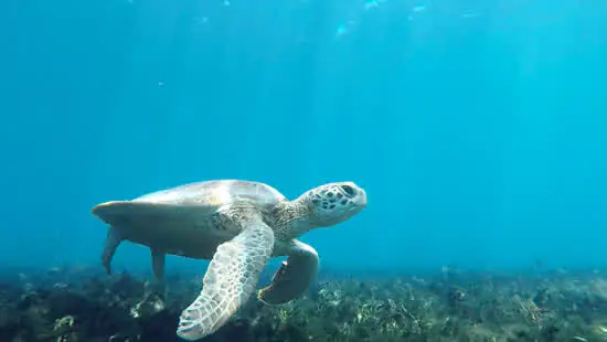 Projeto Coral Vivo mostra curiosidades sobre os hábitos das tartarugas marinhas