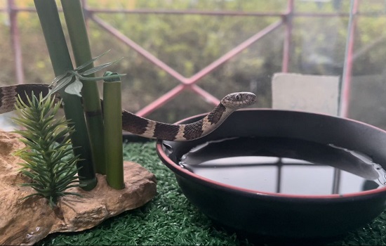 Equipe Ambiental de Ribeirão Pires captura cobra dentro da casa de munícipe