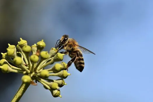 Curso gratuito sobre boas práticas entre apicultura e agricultura já conta com 7 módulos