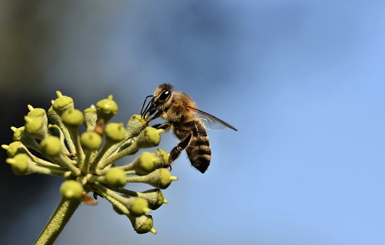 Curso gratuito sobre boas práticas entre apicultura e agricultura já conta com 7 módulos