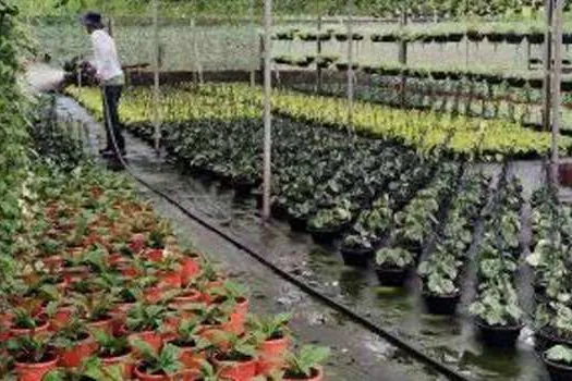 Passeio neste fim de semana permite conhecer como são cultivadas as flores em Holambra