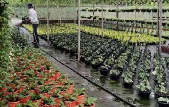 Passeio neste fim de semana permite conhecer como são cultivadas as flores em Holambra