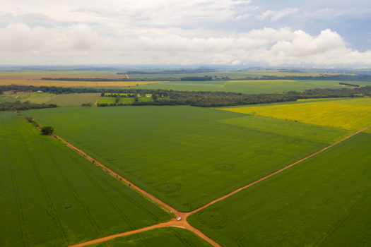 Área de cultivo de soja no Brasil cresce