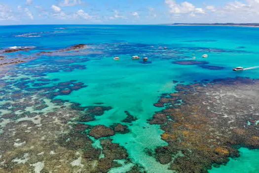 WSL escolhe SOS Mata Atlântica como uma das ONGs beneficiadas pela WSL PURE