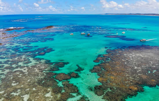 WSL escolhe SOS Mata Atlântica como uma das ONGs beneficiadas pela WSL PURE