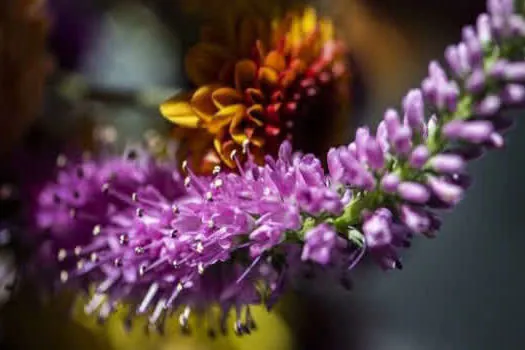 “Sublimes Tons” leva a técnica da macrofotografia para a Estação Fradique Coutinho