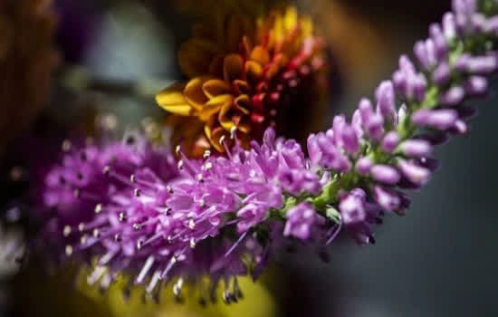 “Sublimes Tons” leva a técnica da macrofotografia para a Estação Fradique Coutinho