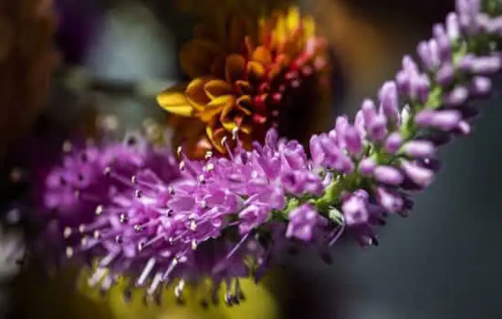 “Sublimes Tons” leva a técnica da macrofotografia para a Estação Fradique Coutinho