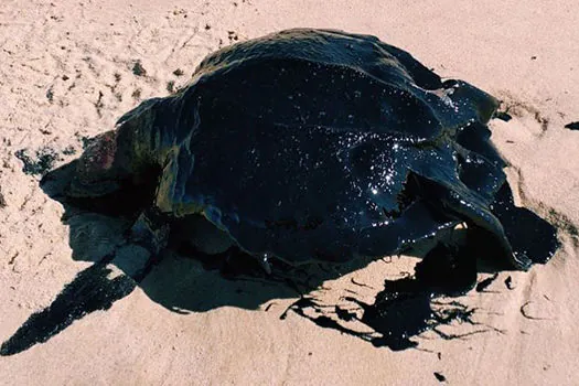 A volta incerta de tartarugas ao mar