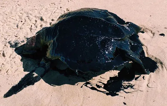 A volta incerta de tartarugas ao mar