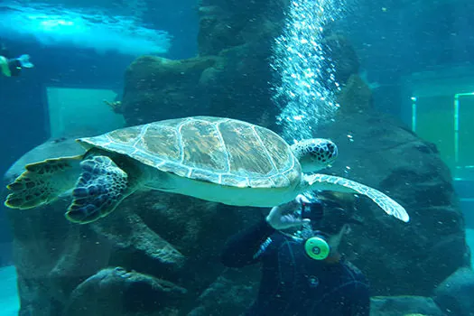 Sabina recebe tartaruga marinha resgatada em praia do litoral carioca