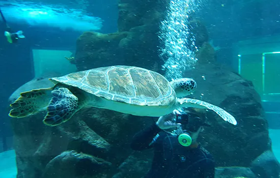 Sabina recebe tartaruga marinha resgatada em praia do litoral carioca