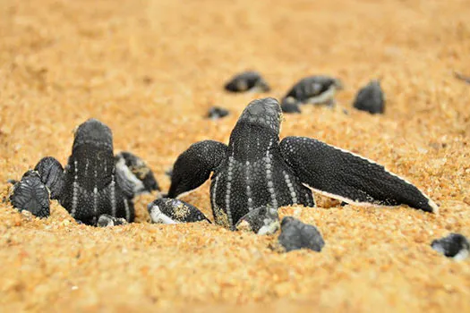 Santuário de tartarugas no ES é atingido por óleo