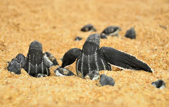 Santuário de tartarugas no ES é atingido por óleo