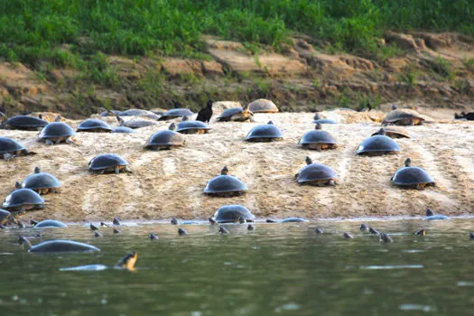 Tecnologia ajuda ciência a salvar tartarugas do tráfico na Amazônia