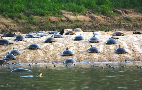 Tecnologia ajuda ciência a salvar tartarugas do tráfico na Amazônia