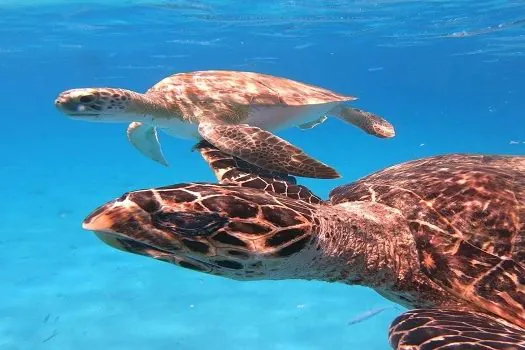 Fundação Florestal lança programa que prevê pagamento a pescadores por resíduos recolhidos