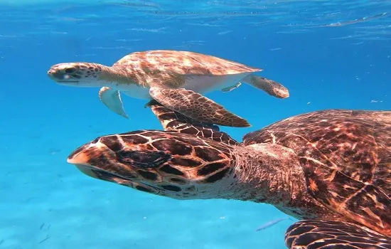 Fundação Florestal lança programa que prevê pagamento a pescadores por resíduos recolhidos