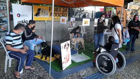 Terminal Jabaquara da EMTU terá feira de adoção de cães