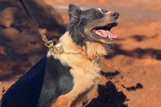 Responsável por localizar vítimas de Brumadinho e Mariana, cão Thor morre em MG