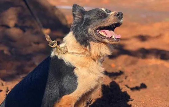 Responsável por localizar vítimas de Brumadinho e Mariana