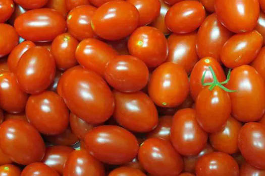 Embrapa cria tomates mais nutritivos e com maior produtividade