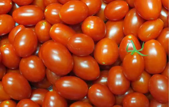 Embrapa cria tomates mais nutritivos e com maior produtividade