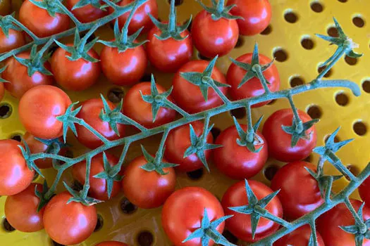 Tecnologias a favor da produção de tomates