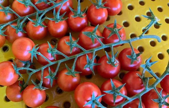 Tecnologias a favor da produção de tomates