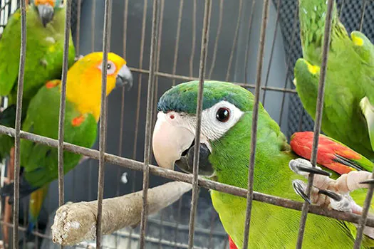 Relatório mostra falhas no combate ao tráfico de animais silvestres