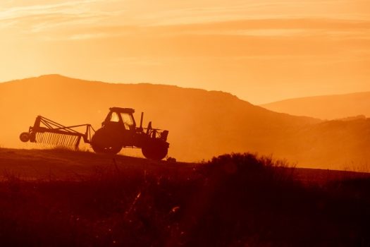 Gestão de fazenda: entenda sobre etapas da agropecuária