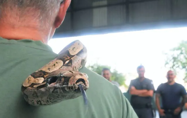 GCMs de Santo André passam por treinamento sobre cuidados com animais peçonhentos