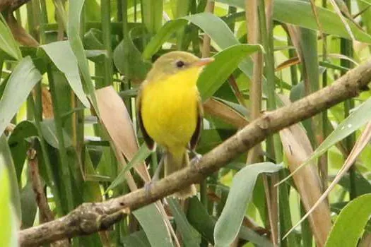 Pássaro raro é avistado por fotógrafo em Ribeirão Pires