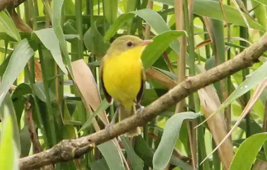 Pássaro raro é avistado por fotógrafo em Ribeirão Pires