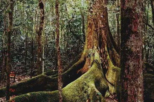 Para comemorar o Dia da Mata Atlântica, museu promove trilha pela floresta